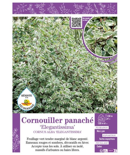 CORNUS ALBA ELEGANTISSIMA voir CORNOUILLER PANACHÉ