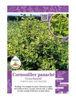 CORNUS ALBA GOUCHAULTII voir CORNOUILLER PANACHÉ