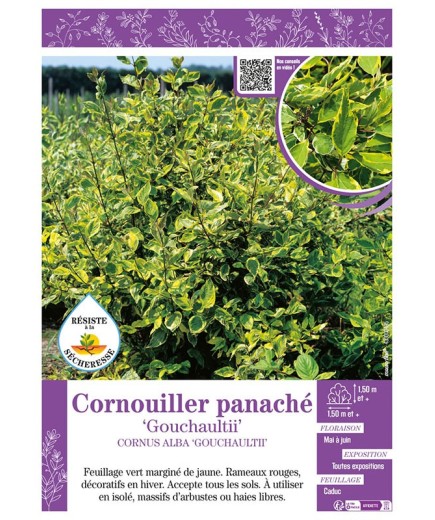 CORNUS ALBA GOUCHAULTII voir CORNOUILLER PANACHÉ