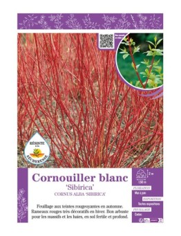 CORNUS ALBA SIBIRICA voir CORNOUILLER BLANC