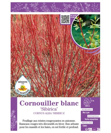 CORNUS ALBA SIBIRICA voir CORNOUILLER BLANC