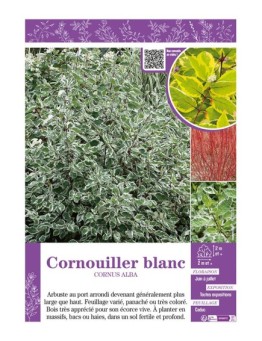 CORNUS ALBA voir CORNOUILLER BLANC