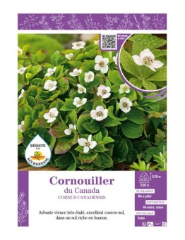 CORNUS CANADENSIS voir CORNOUILLER DU CANADA