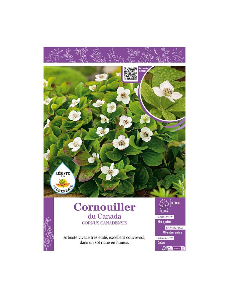 CORNUS CANADENSIS voir CORNOUILLER DU CANADA
