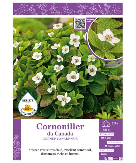 CORNUS CANADENSIS voir CORNOUILLER DU CANADA