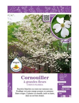 CORNUS FLORIDA voir CORNOUILLER À GRANDES FLEURS