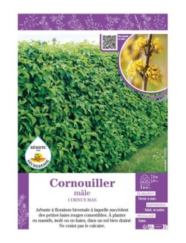 CORNUS MAS voir CORNOUILLER MÂLE