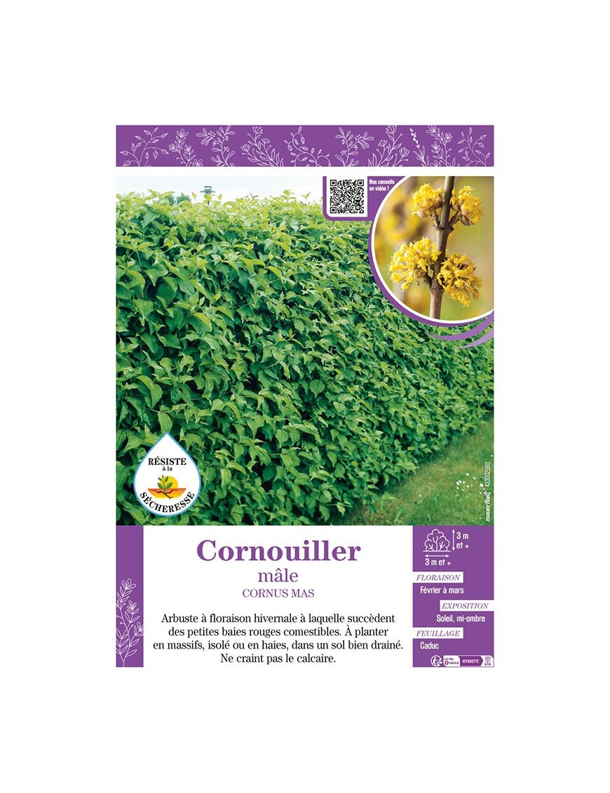 CORNUS MAS voir CORNOUILLER MÂLE
