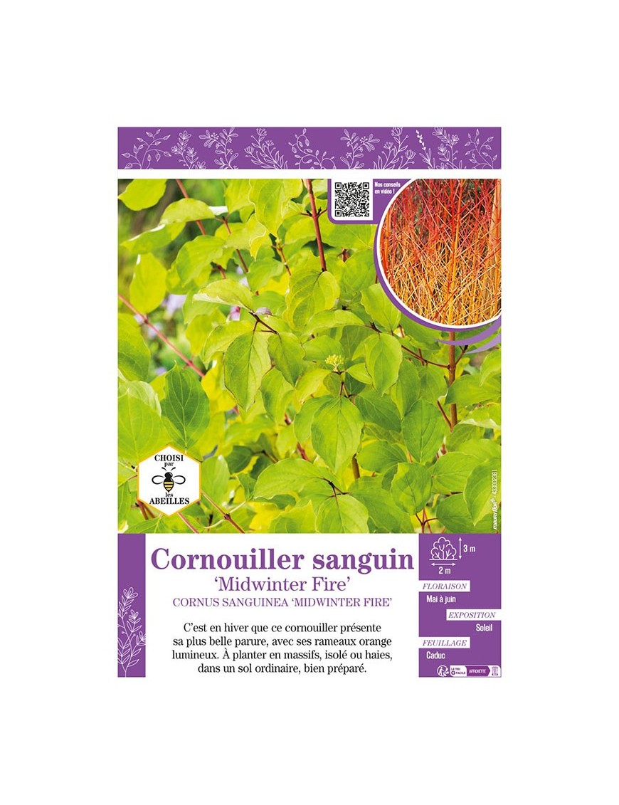CORNUS SANGUINEA MIDWINTER FIRE voir CORNOUILLER SANGUIN
