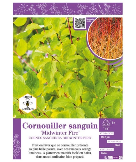 CORNUS SANGUINEA MIDWINTER FIRE voir CORNOUILLER SANGUIN