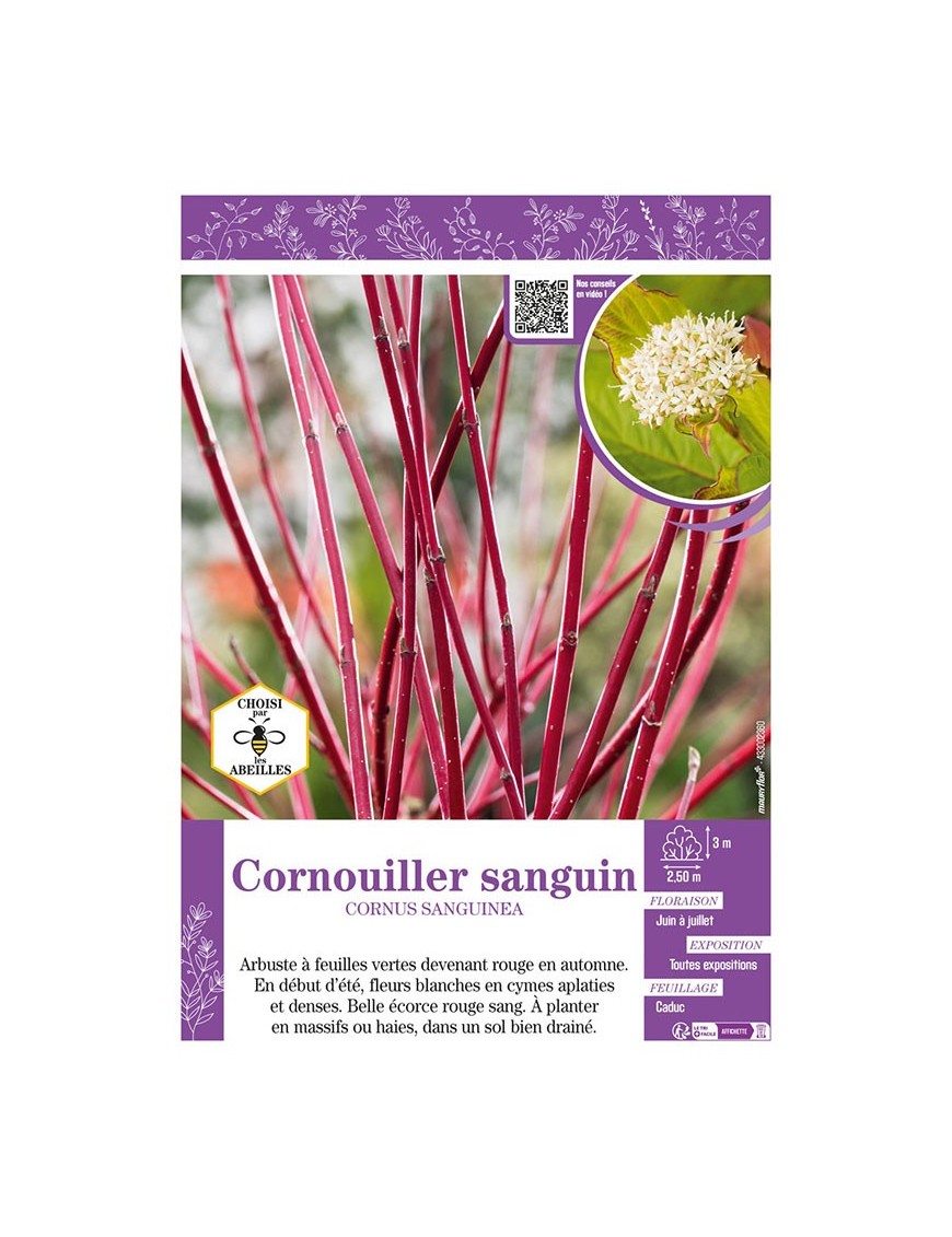 CORNUS SANGUINEA voir CORNOUILLER SANGUIN