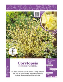 CORYLOPSIS PAUCIFLORA