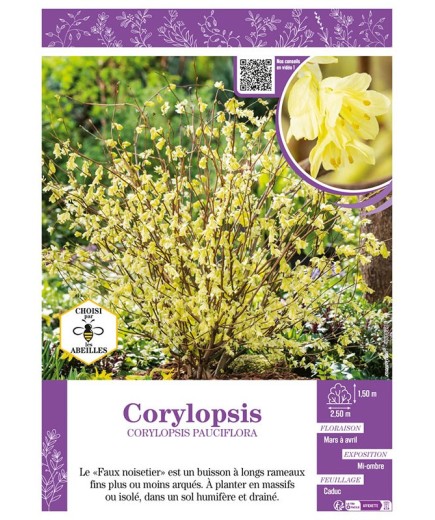 CORYLOPSIS PAUCIFLORA