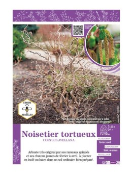 CORYLUS AVELLANA voir NOISETIER TORTUEUX