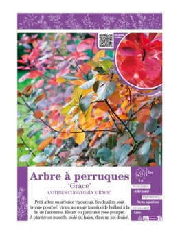 COTINUS COGGYGRIA GRACE voir ARBRE À PERRUQUES