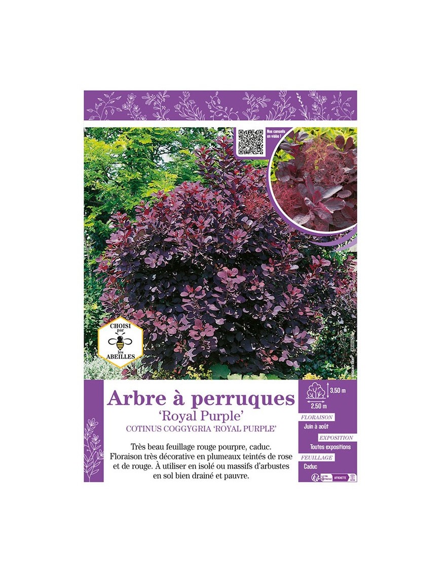 COTINUS COGGYGRIA ROYAL PURPLE voir ARBRE À PERRUQUES