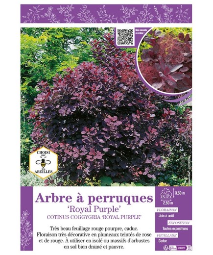 COTINUS COGGYGRIA ROYAL PURPLE voir ARBRE À PERRUQUES