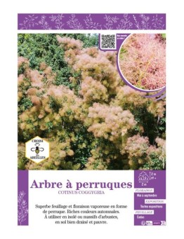 COTINUS COGGYGRIA voir ARBRE À PERRUQUES
