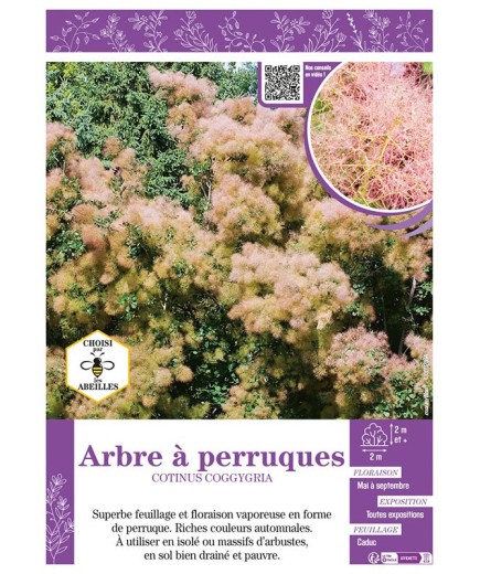 COTINUS COGGYGRIA voir ARBRE À PERRUQUES