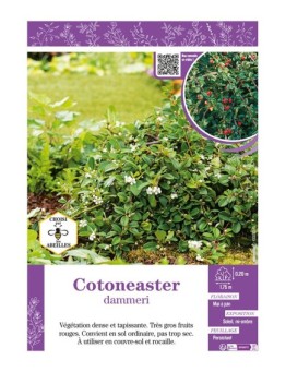 COTONEASTER DAMMERI