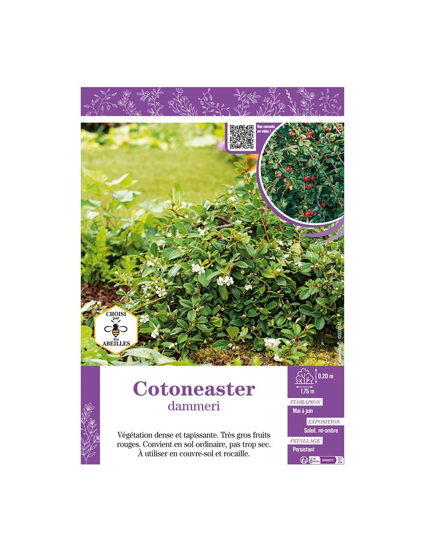 COTONEASTER DAMMERI