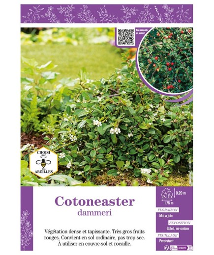 COTONEASTER DAMMERI