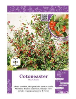 COTONEASTER FRANCHETII