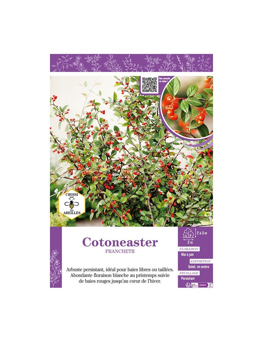 COTONEASTER FRANCHETII