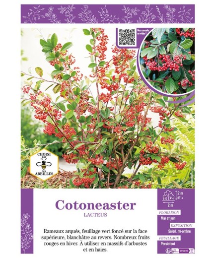 COTONEASTER LACTEUS