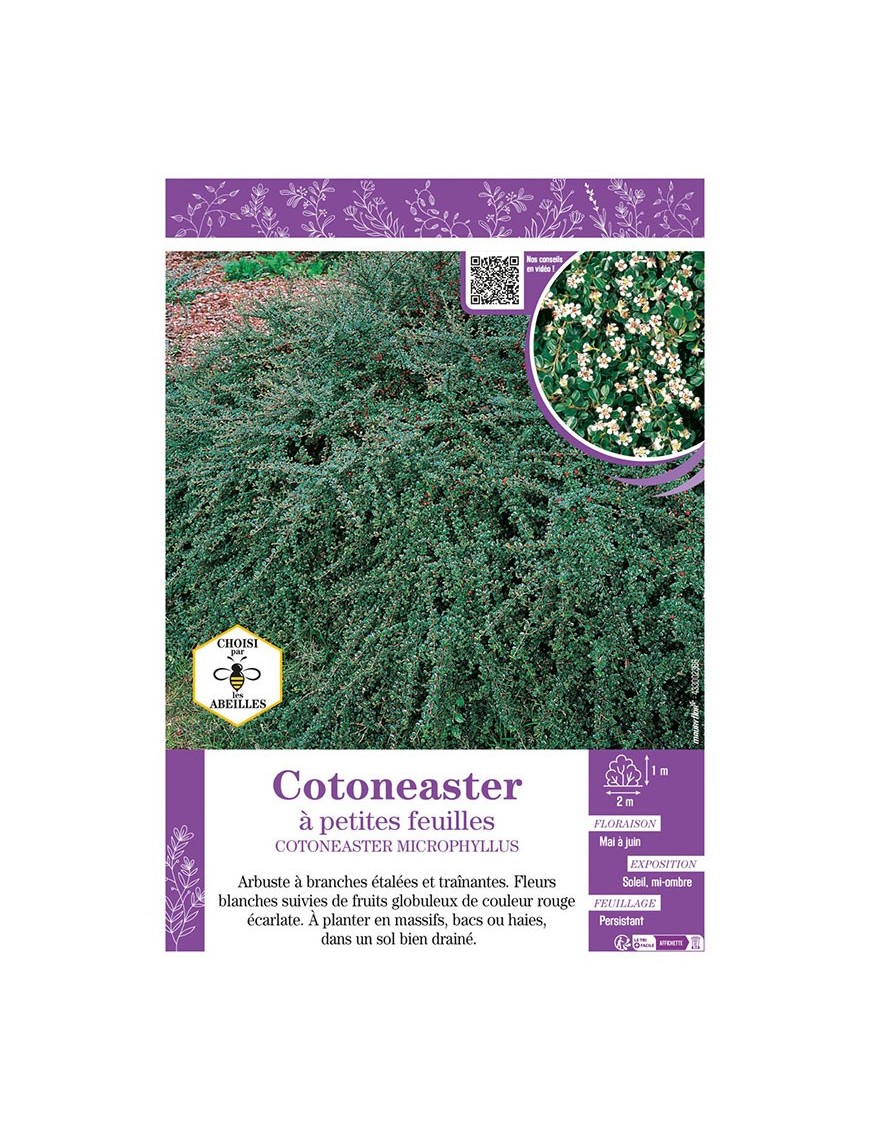 COTONEASTER MICROPHYLLUS voir COTONEASTER À PETITES FEUILLES
