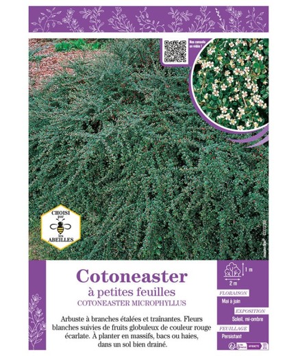 COTONEASTER MICROPHYLLUS voir COTONEASTER À PETITES FEUILLES