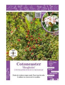 COTONEASTER SUECICUS SKOGHOLM