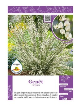 CYTISUS voir GENÊT (blanc)