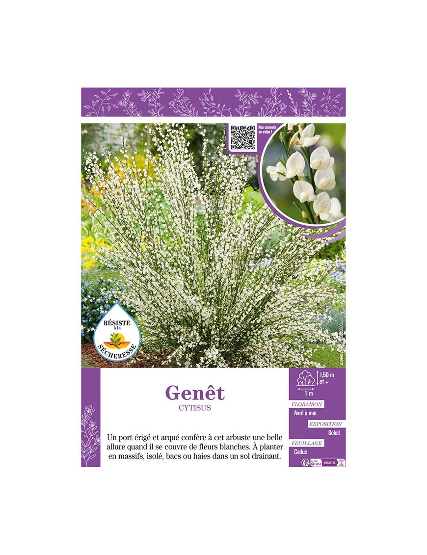 CYTISUS voir GENÊT (blanc)
