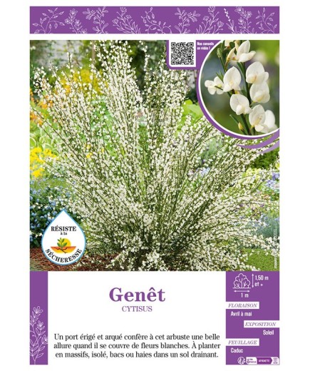CYTISUS voir GENÊT (blanc)