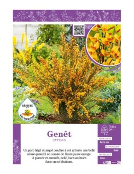 CYTISUS voir GENÊT (jaune et orange)