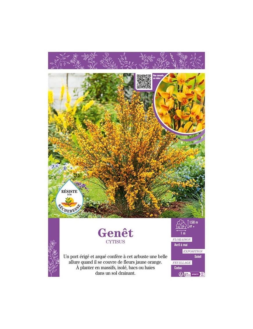 CYTISUS voir GENÊT (jaune et orange)