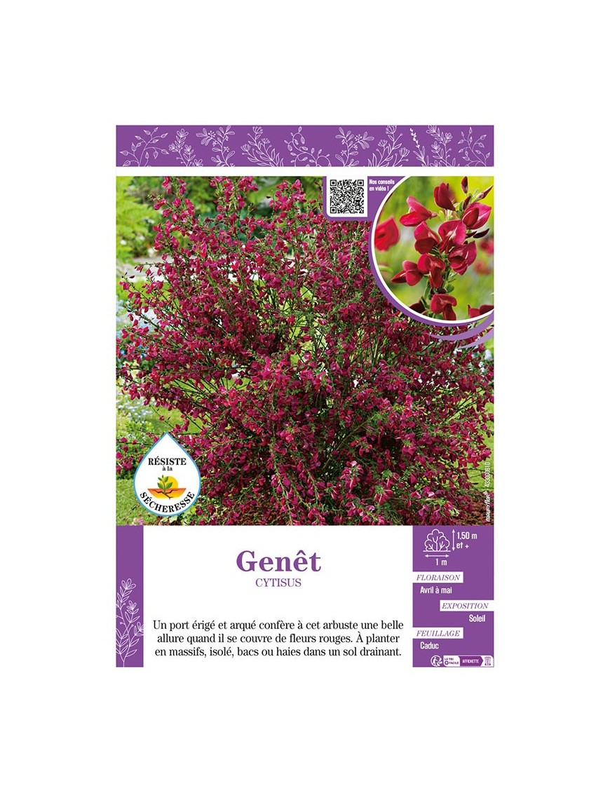 CYTISUS voir GENÊT (rouge)