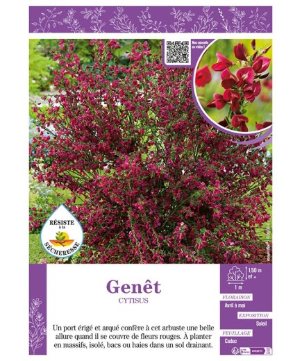 CYTISUS voir GENÊT (rouge)