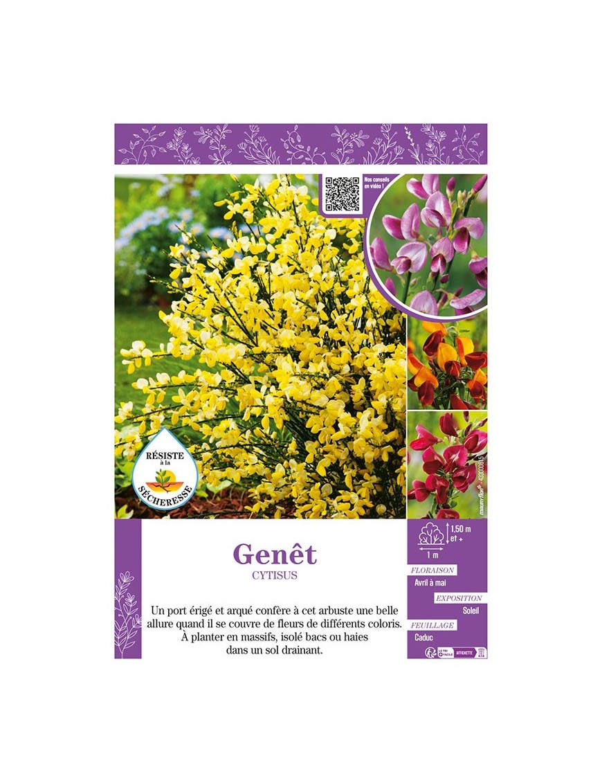 CYTISUS voir GENÊT (varié)