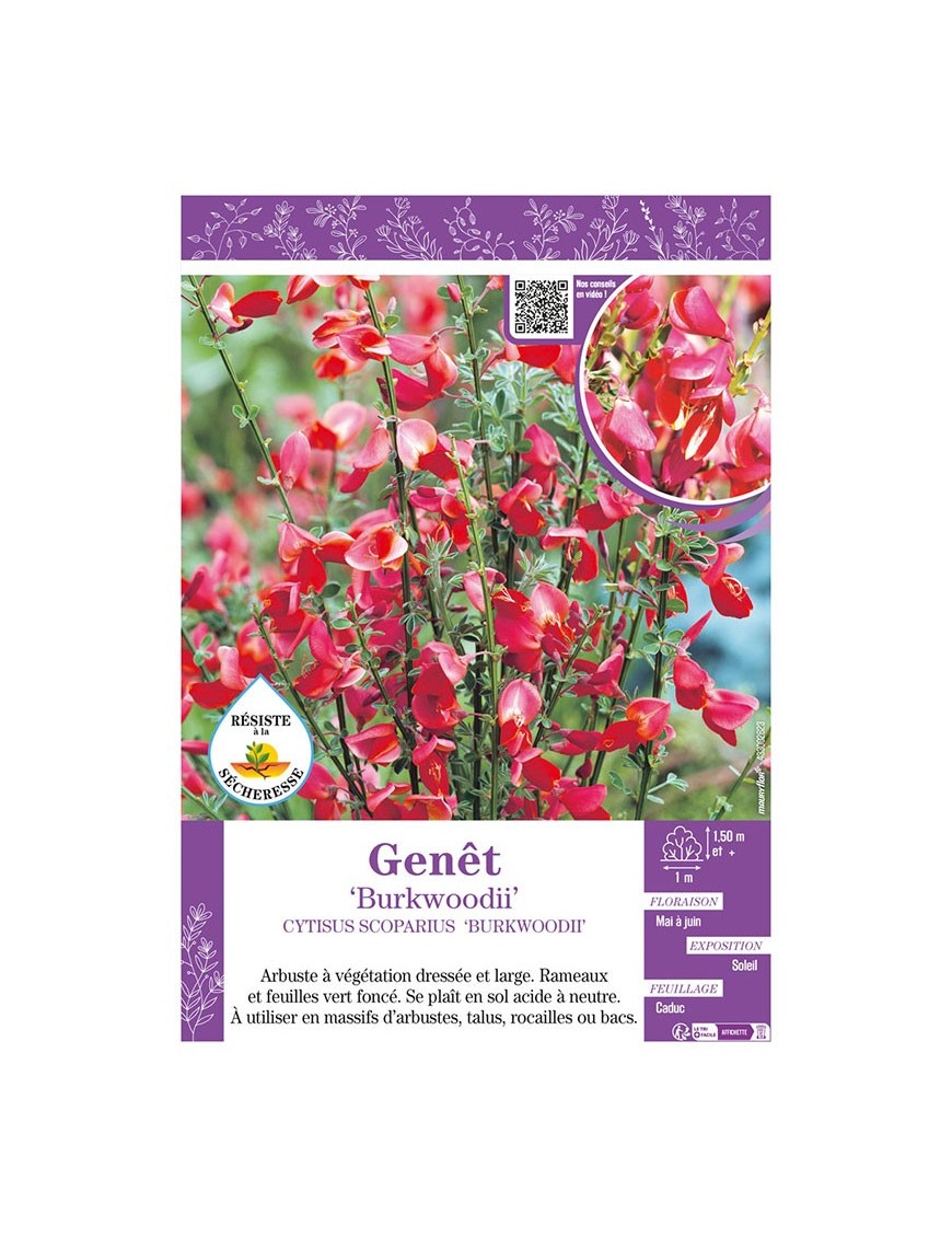 CYTISUS SCOPARIUS BURKWOODII voir GENÊT