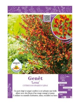 CYTISUS SCOPARIUS LENA voir GENÊT