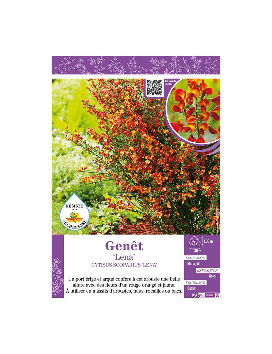 CYTISUS SCOPARIUS LENA voir GENÊT