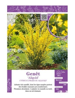 CYTISUS X PRAECOX ALLGOLD voir GENÊT