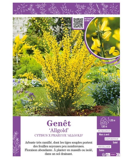 CYTISUS X PRAECOX ALLGOLD voir GENÊT