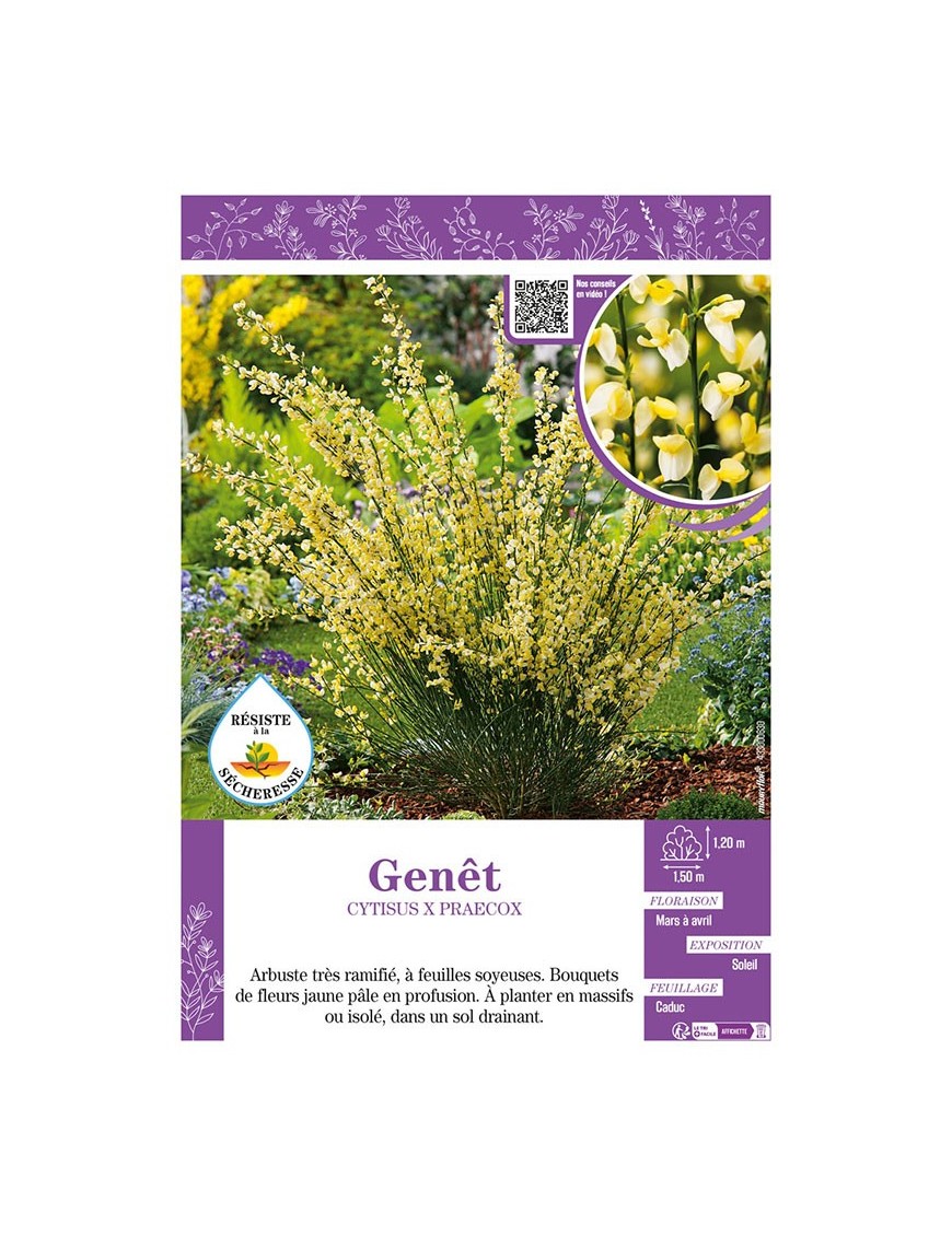 CYTISUS X PRAECOX voir GENÊT