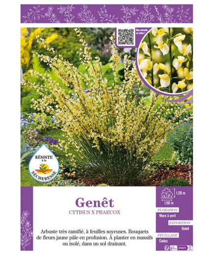 CYTISUS X PRAECOX voir GENÊT