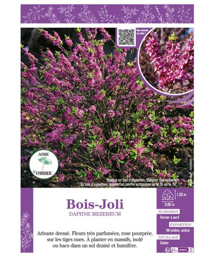DAPHNE MEZEREUM voir BOIS-JOLI