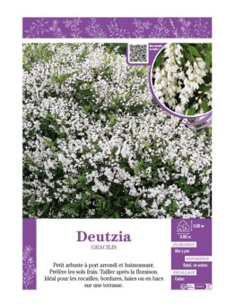 DEUTZIA GRACILIS