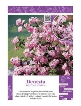 DEUTZIA X HYBRIDA (rose)